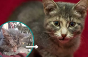 Adolescentes en Saskatoon maltratan a un gato por diversión Adolescentes en Saskatoon maltratan a un gato por diversión