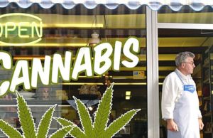 Calgary comienza a evaluar solicitudes para tiendas de marihuana