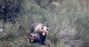Cierran senderos del lago Minnewanka luego de que un oso atacara una tienda