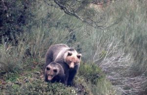 Cierran senderos del lago Minnewanka luego de que un oso atacara una tienda