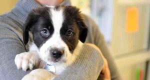 Propietario de tienda de mascotas de Edmonton enfrenta cargos por abandonar animales