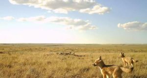 Descubren especie de zorros extintos en Medicine Hat