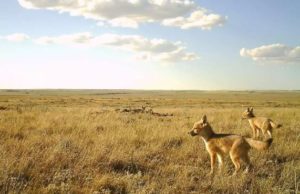Descubren especie de zorros extintos en Medicine Hat