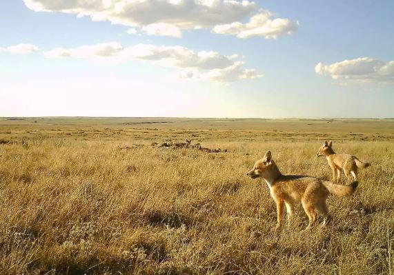 Descubren especie de zorros extintos en Medicine Hat