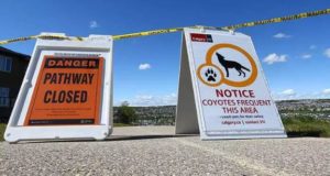 Disminuyen encuentros peligrosos con coyotes gracias a las nuevas medidas tomadas en la ciudad