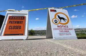 Disminuyen encuentros peligrosos con coyotes gracias a las nuevas medidas tomadas en la ciudad