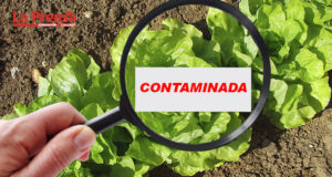 lechuga contaminada