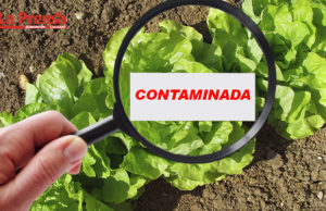 lechuga contaminada