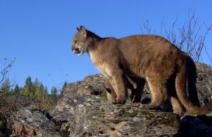 Puma ataca a niño de dos años de edad en un parque de Columbia Británica