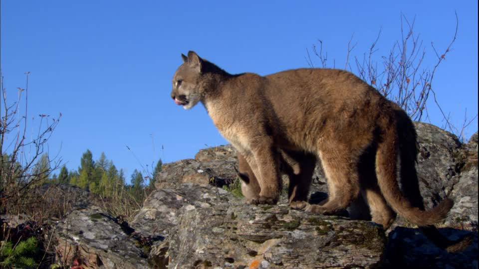 Puma ataca a niño de dos años de edad en un parque de Columbia Británica
