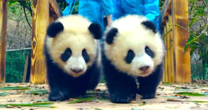 La llegada de pandas al Zoológico de Calgary rompió récord de visitas en 2018