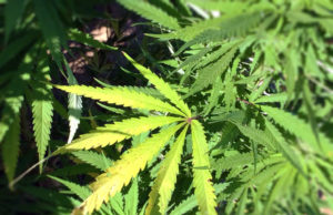 Más cannabis menos benzodiacepinas: estudio afirma que uso del medicamento ha caído un 45%