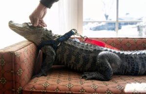 ¿Tendría un caimán de apoyo emocional? Un hombre de Pennsylvania lo tiene