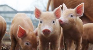 Aparece virus mortal porcino en granjas de Alberta