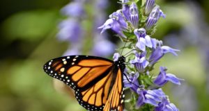 La población de mariposas monarcas invernantes crece 144%