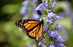La población de mariposas monarcas invernantes crece 144%
