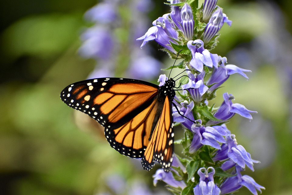 La población de mariposas monarcas invernantes crece 144%