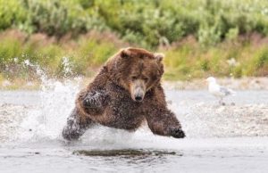 Colombia prohíbe la caza deportiva