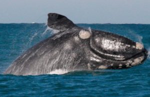 Anuncian medidas para proteger a las ballenas francas del Atlántico norte en peligro de extinción