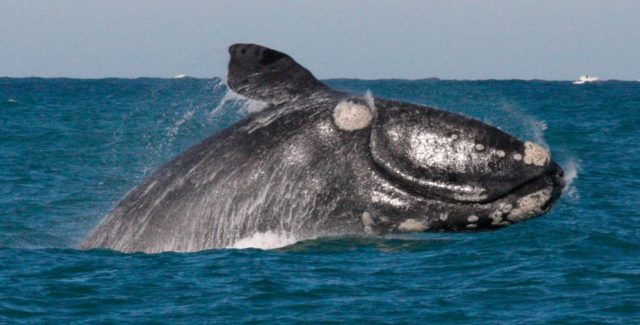 Anuncian medidas para proteger a las ballenas francas del Atlántico norte en peligro de extinción