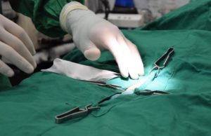 Veterinarios de Alberta votan a favor de prohibir procedimientos quirúrgicos innecesarios