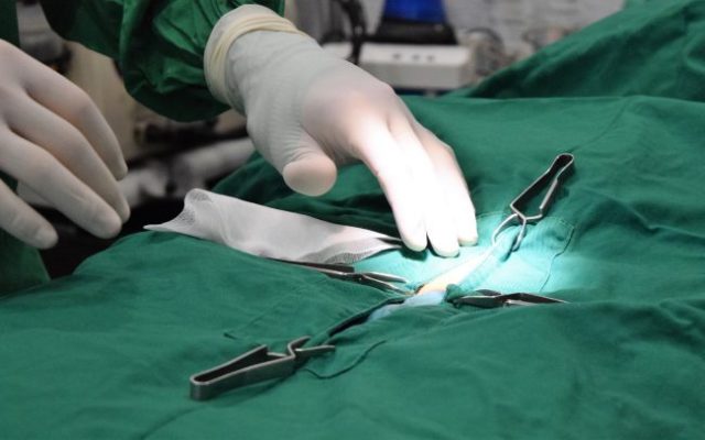 Veterinarios de Alberta votan a favor de prohibir procedimientos quirúrgicos innecesarios