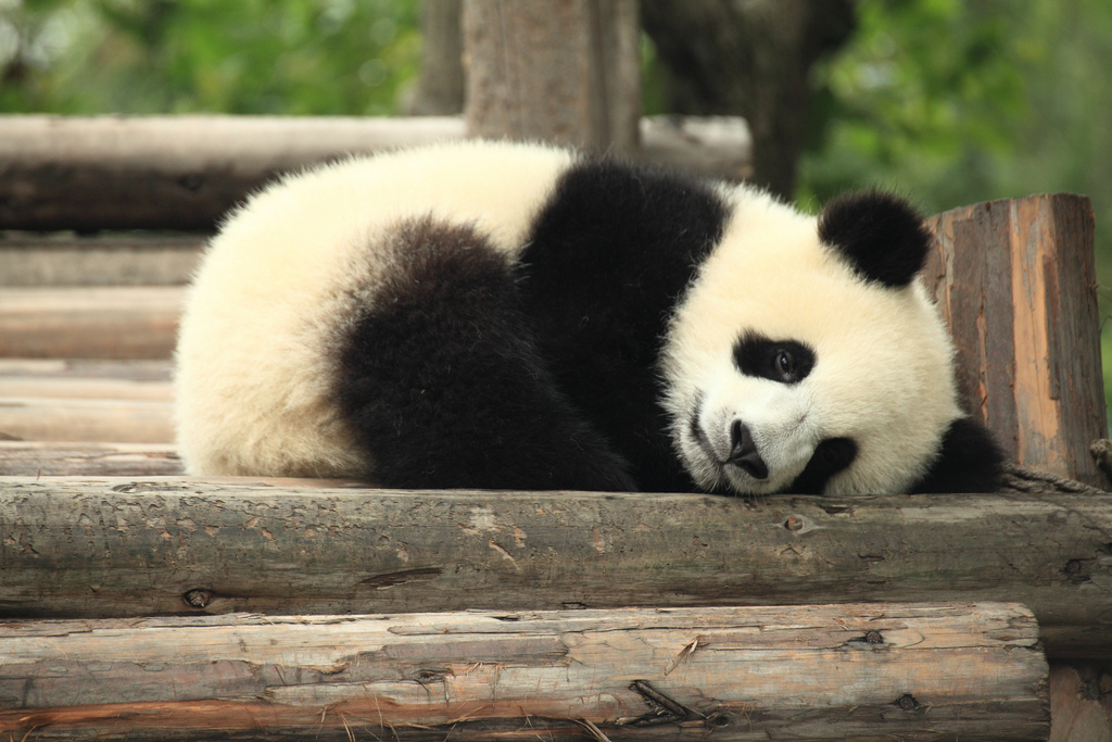 Zoológico de Calgary intenta criar pandas gigantes mediante inseminación artificial