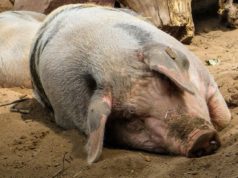Productores instan a reforzar la bioseguridad tras confirmarse nuevo caso de virus porcino mortal