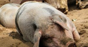 Productores instan a reforzar la bioseguridad tras confirmarse nuevo caso de virus porcino mortal
