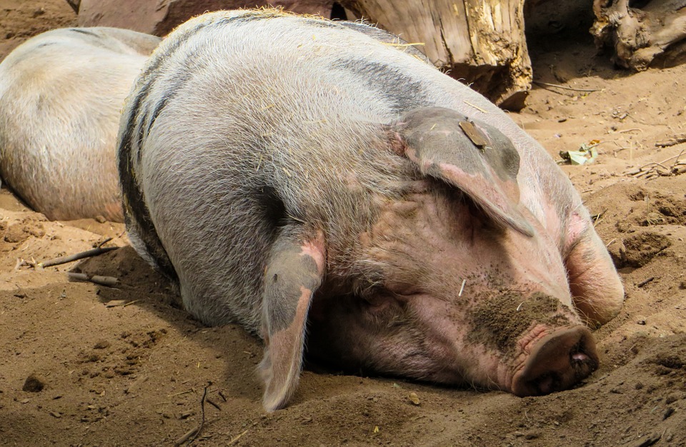 Productores instan a reforzar la bioseguridad tras confirmarse nuevo caso de virus porcino mortal