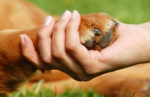 Edmonton aprueba un plan de $ 800,000 para la protección de los animales
