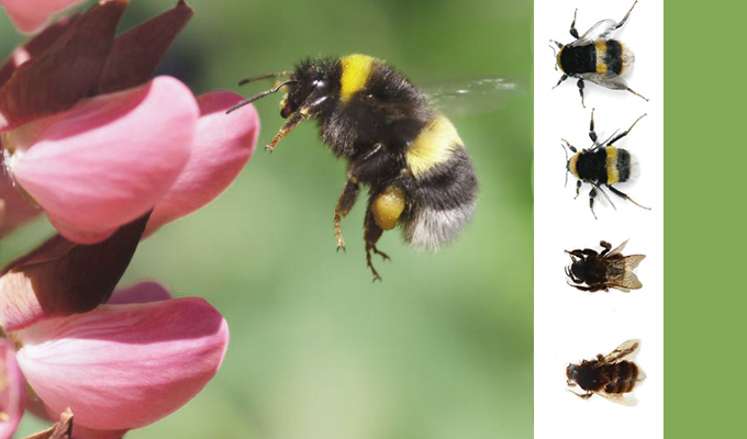 Investigadores canadienses advierten sobre "impactos en cascada" a medida que disminuyen las especies de abejorros