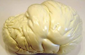 Canadiense descubre una fortuna en una antigua piedra familiar