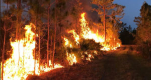Bomberos de otras provincias llegan para ayudar a luchar contra los incendios forestales en Alberta