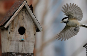 Investigación sugiere que las personalidades de las aves varían ampliamente y son difíciles de cambiar
