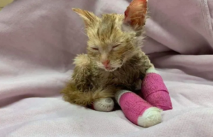 Gatito quemado en un incendio está recuperándose en el hospital de animales Walden