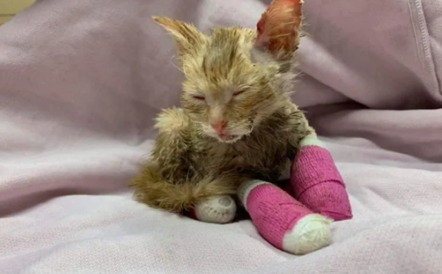Gatito quemado en un incendio está recuperándose en el hospital de animales Walden