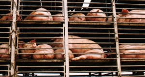 China aumenta inspecciones a las importaciones de carne de cerdo canadiense