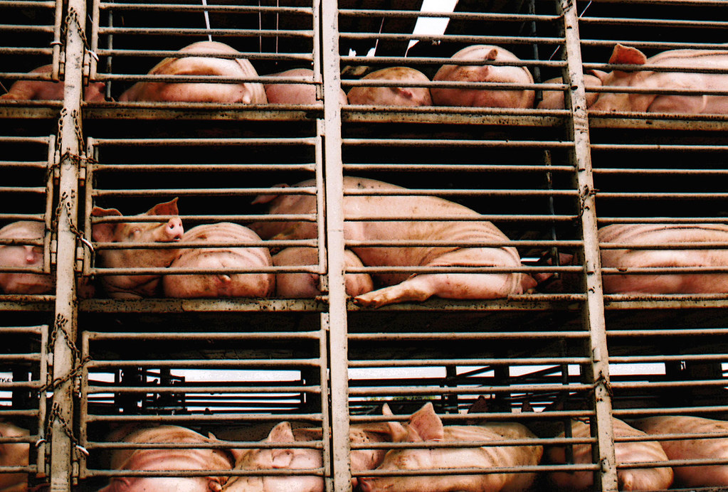 China aumenta inspecciones a las importaciones de carne de cerdo canadiense