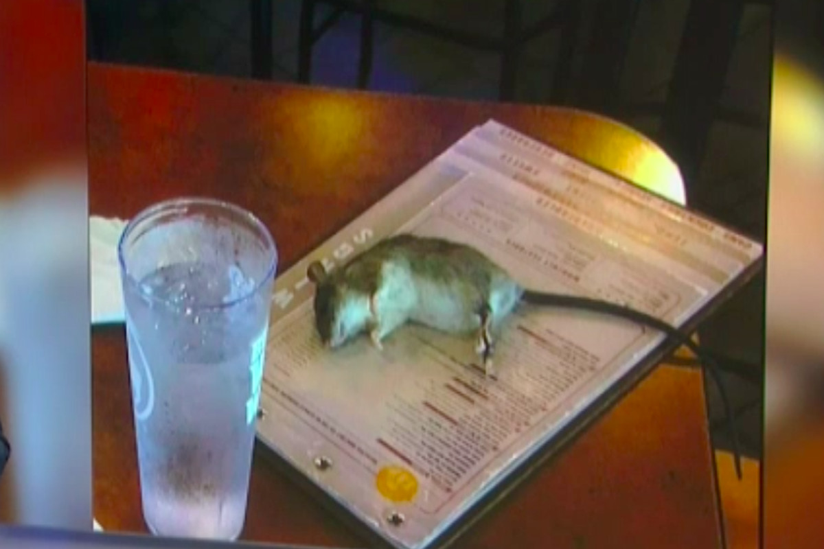 Increíble! Una mujer estaba cenando y una rata viva cayó sobre la mesa