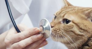 Adolescente de Calgary es acusado de crueldad animal por abusar de seis gatos