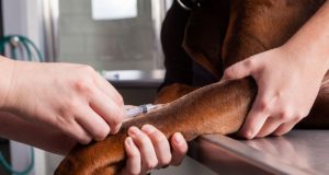 Perros donan sangre en NAIT para ayudar a los animales en todo Canadá