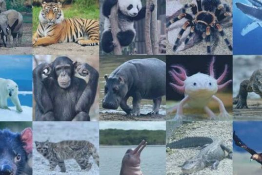 1 millón de especies están en peligro de extinción, según la ONU