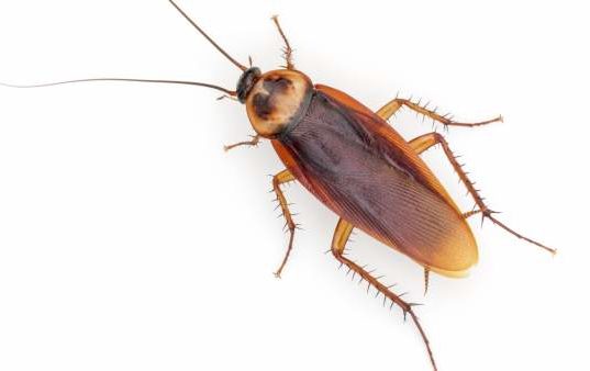 Las cucarachas son cada vez más resistentes a los insecticidas