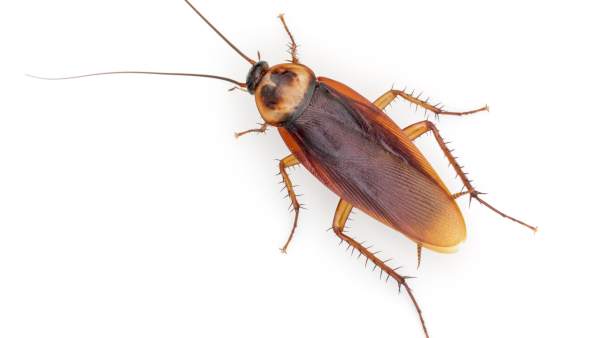 Las cucarachas son cada vez más resistentes a los insecticidas