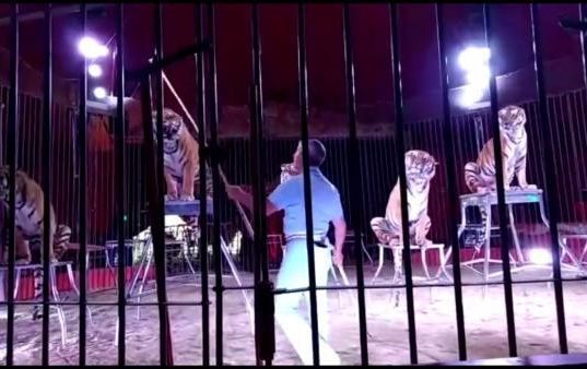 Domador de circo muere devorado por 4 tigres