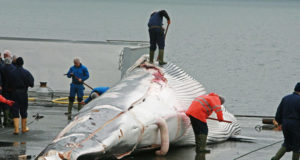 Vuelve la caza de ballenas a Japón