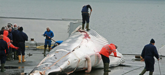 Vuelve la caza de ballenas a Japón