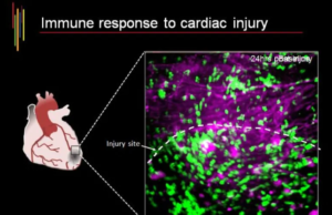Científicos de la Universidad de Calgary identifican nueva célula con potencial para curar el corazón