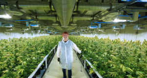 Cambios de impuestos provinciales para los productores de cannabis